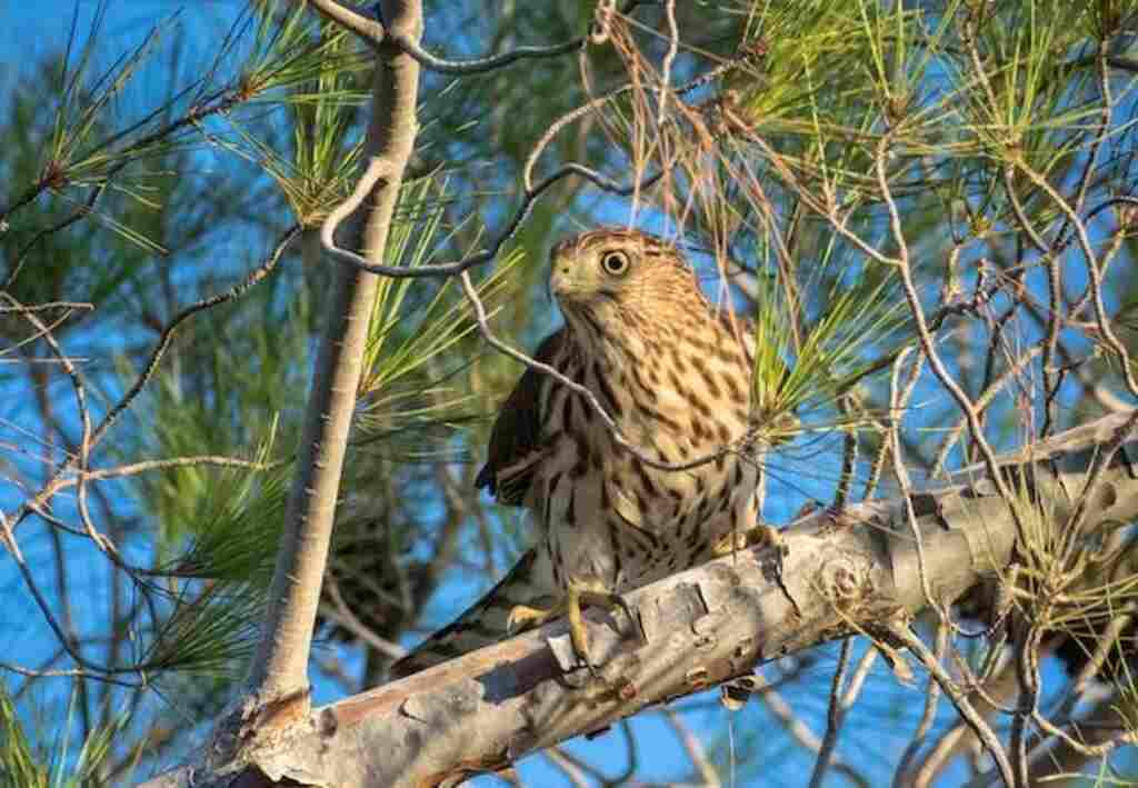 A young Cooper's Hawk perched in a tree.