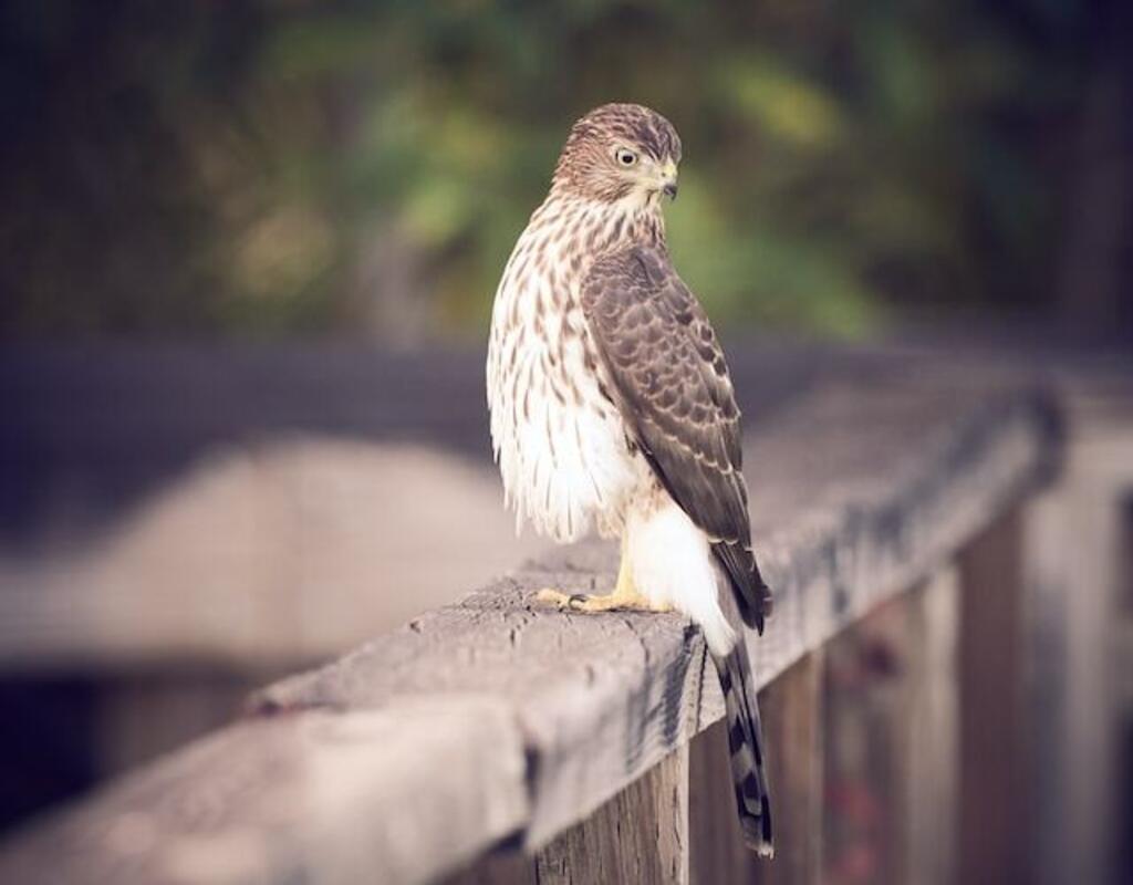 A Cooper's Hawk perched on a wall waiting patiently for prey.