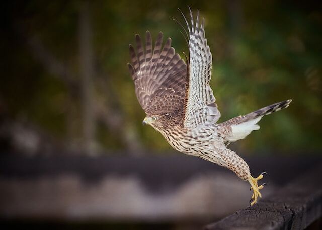 A Cooper's Hawk taking flight.