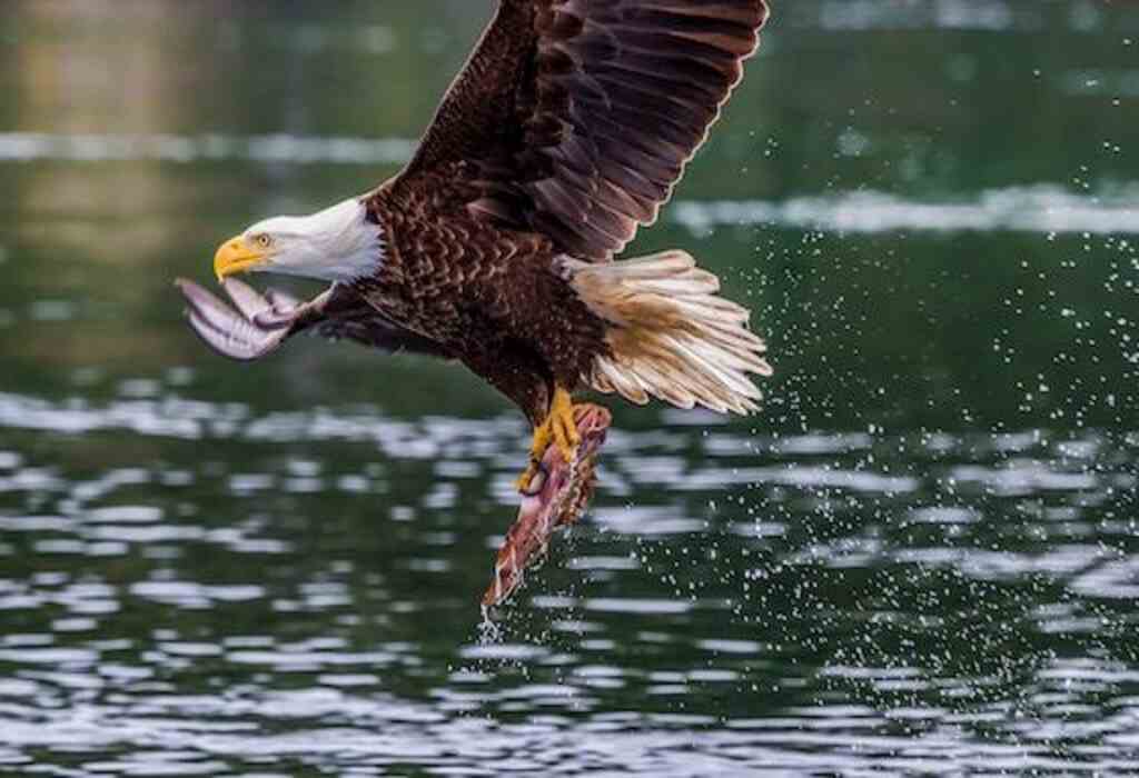 A Bald Eagle with a fish in its talons after a successful dive.