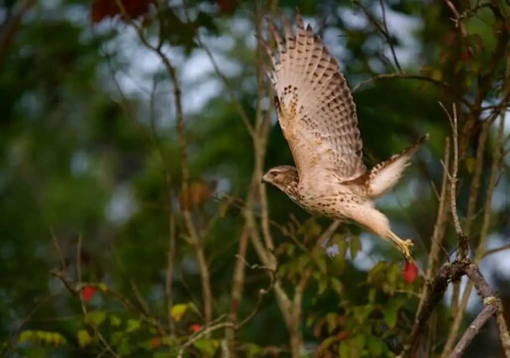 A Red-tailed Hawk taking off.