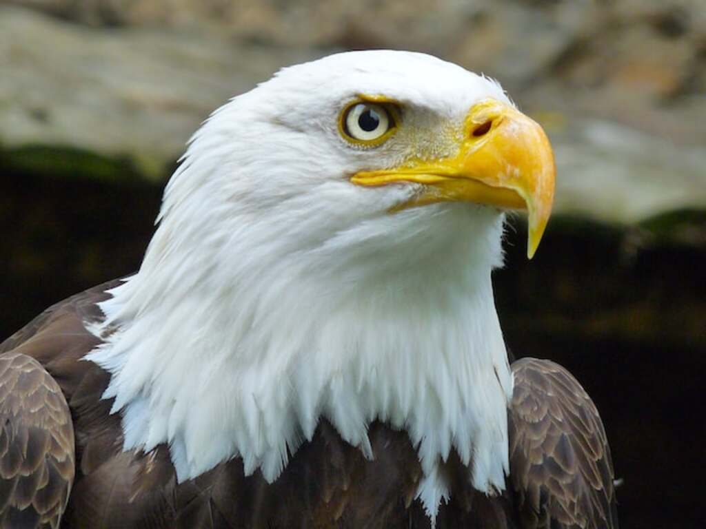 A Bald Eagle headshot.