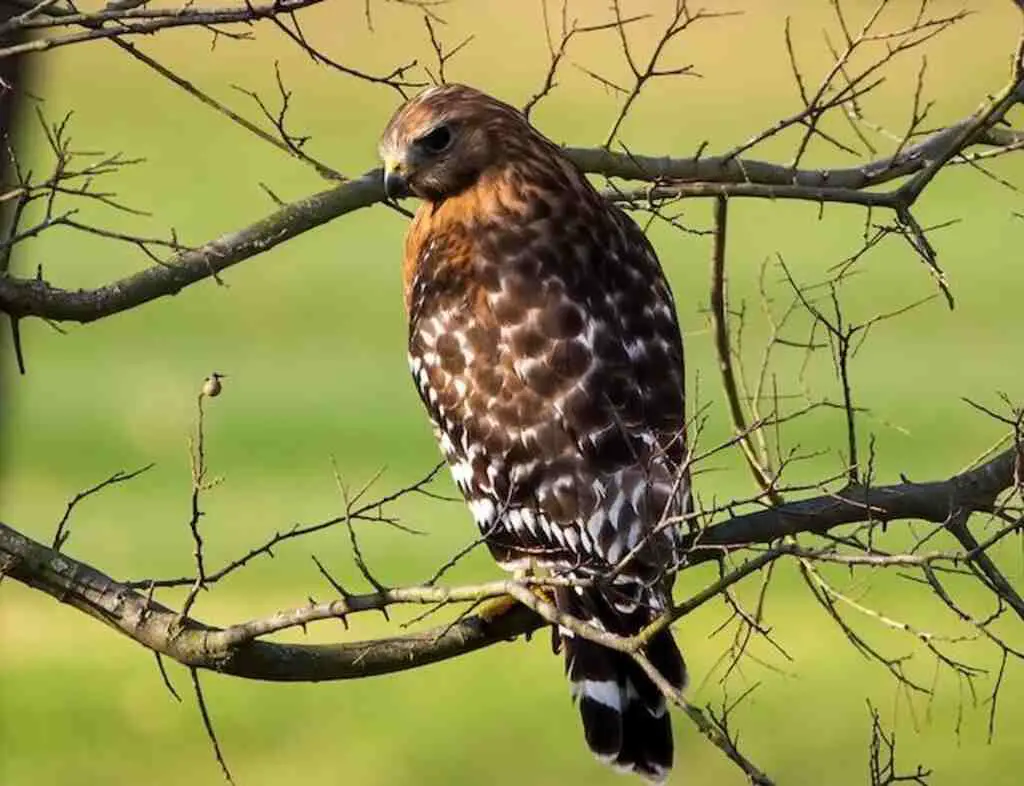 A Red-shouldered hawk perched in a tree.