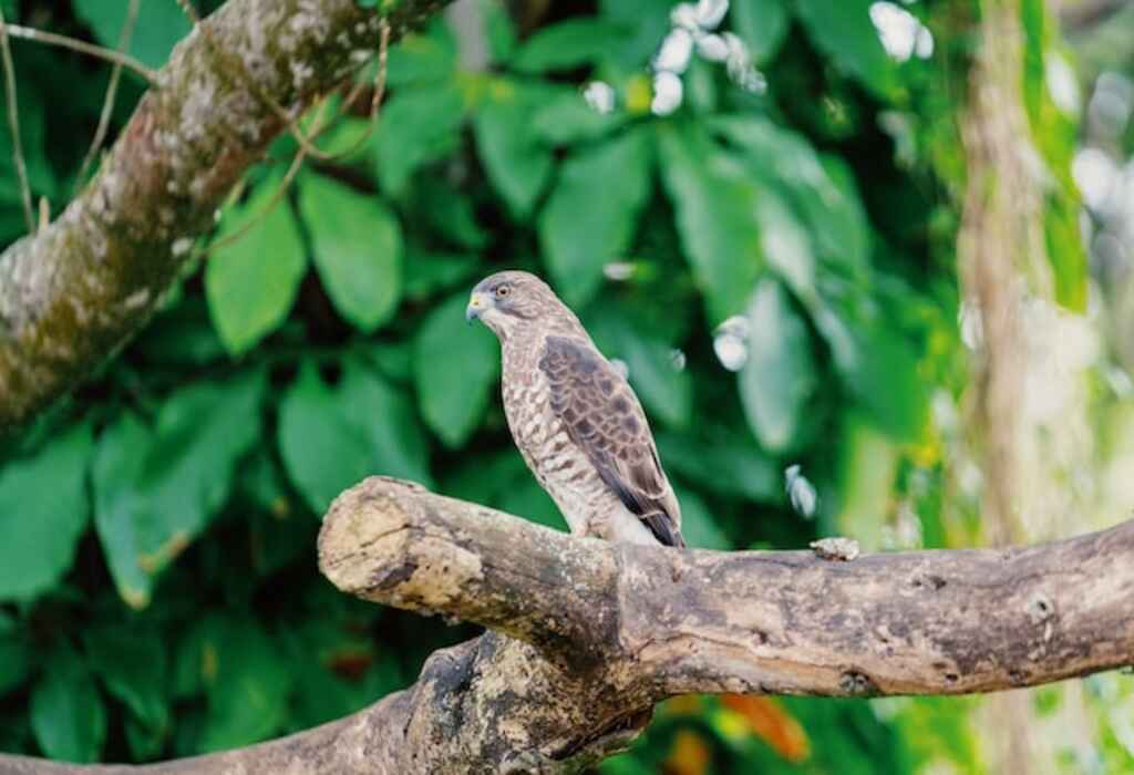 A Hawk perched in a tree.