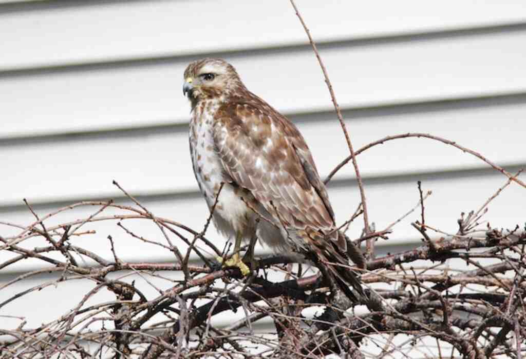 A young Red Tailed Hawk in House Bush Perch.