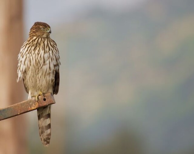 A Cooper's Hawk perched up high, waiting patiently for prey.