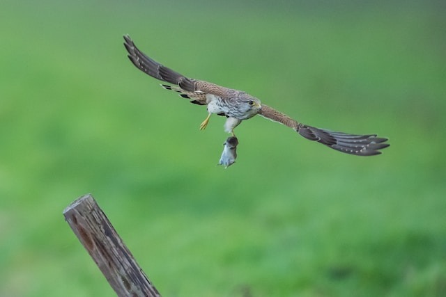 A Hawk flying through the air with a mouse in its talons.