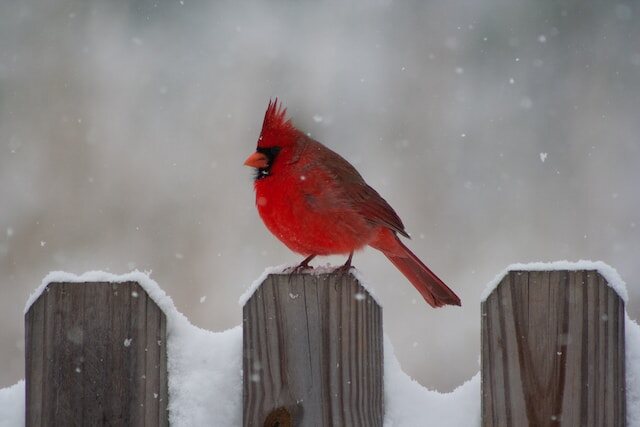 A Northern Cardinal perched on a fence in winter.