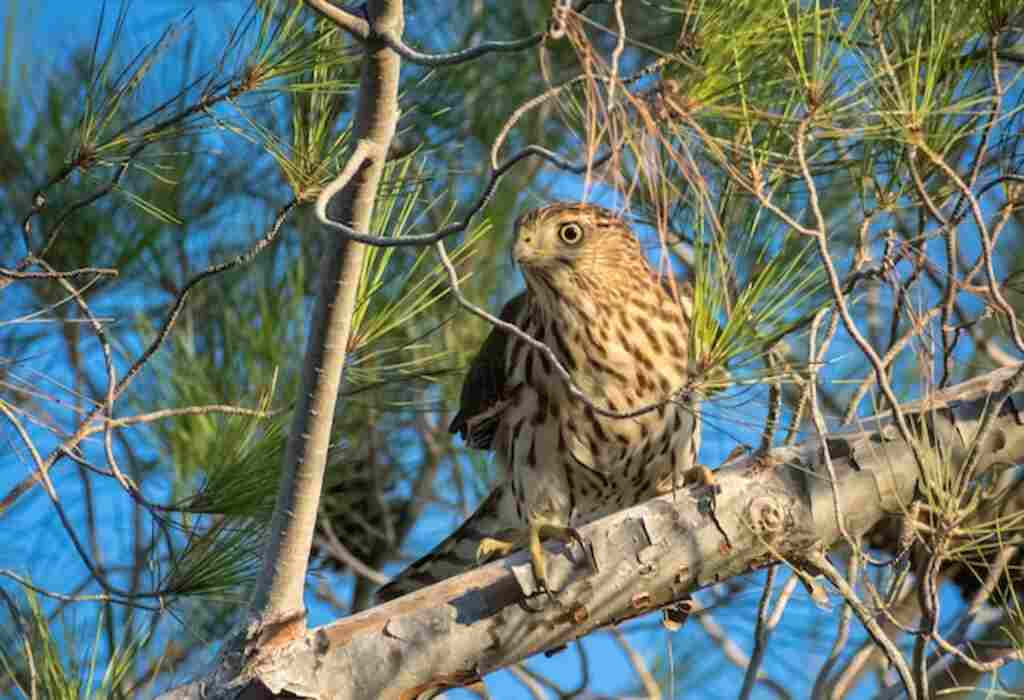 A young Cooper's hawk perched in a tree.