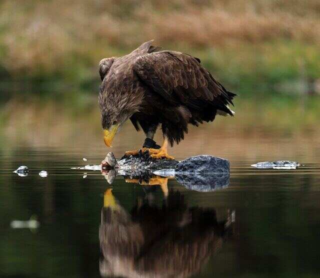 A White-tailed eagle eating a fish.