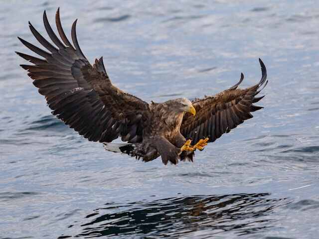 A White-tailed eagle in hunting mode.
