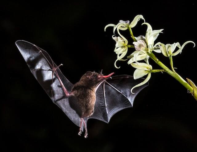A brown bat perched on a flower.