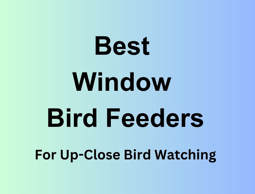 Best Window Bird Feeders (1)