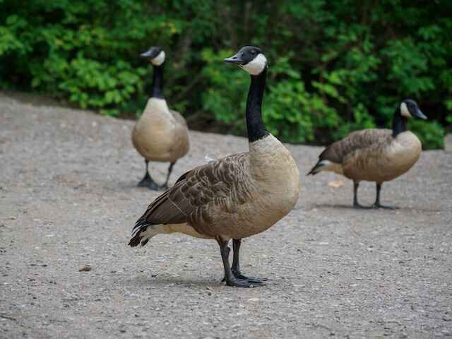 A small group of Canada Geese wandering around.