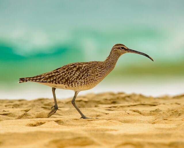 A Long-billed Curlew foraging on the beach sand.