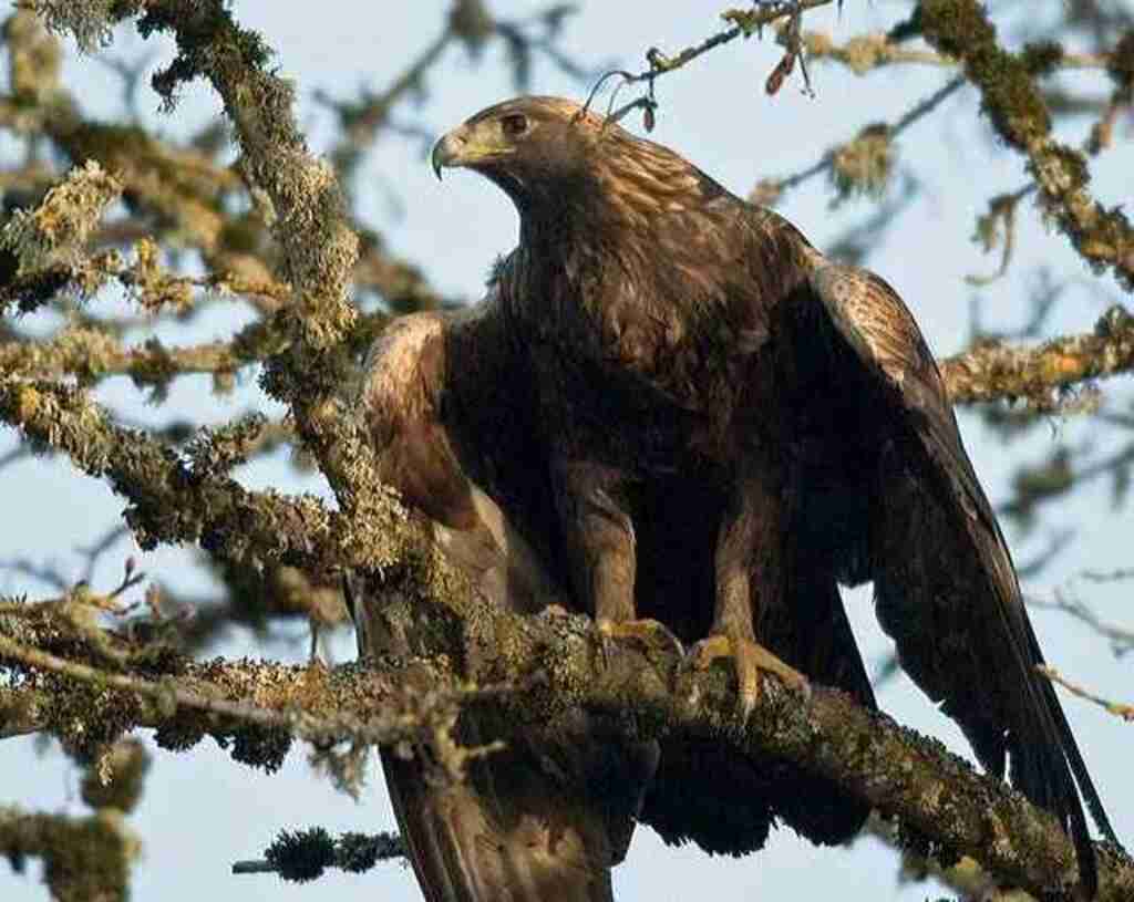A Golden Eagle perched in a tree.