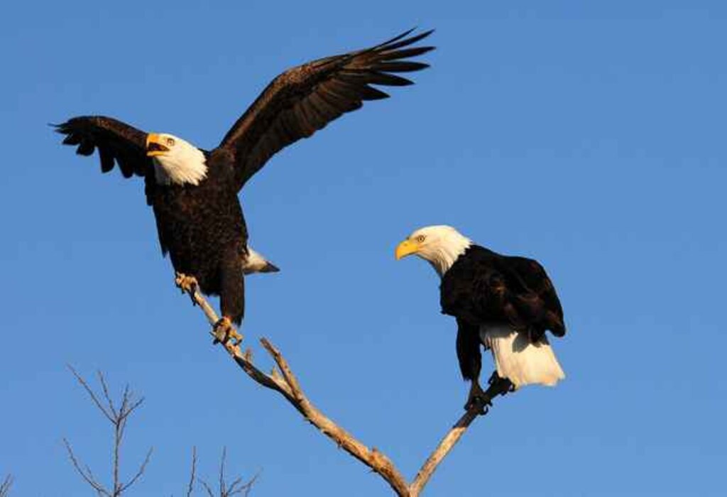 Two Bald Eagles perched on a thin tree branch.