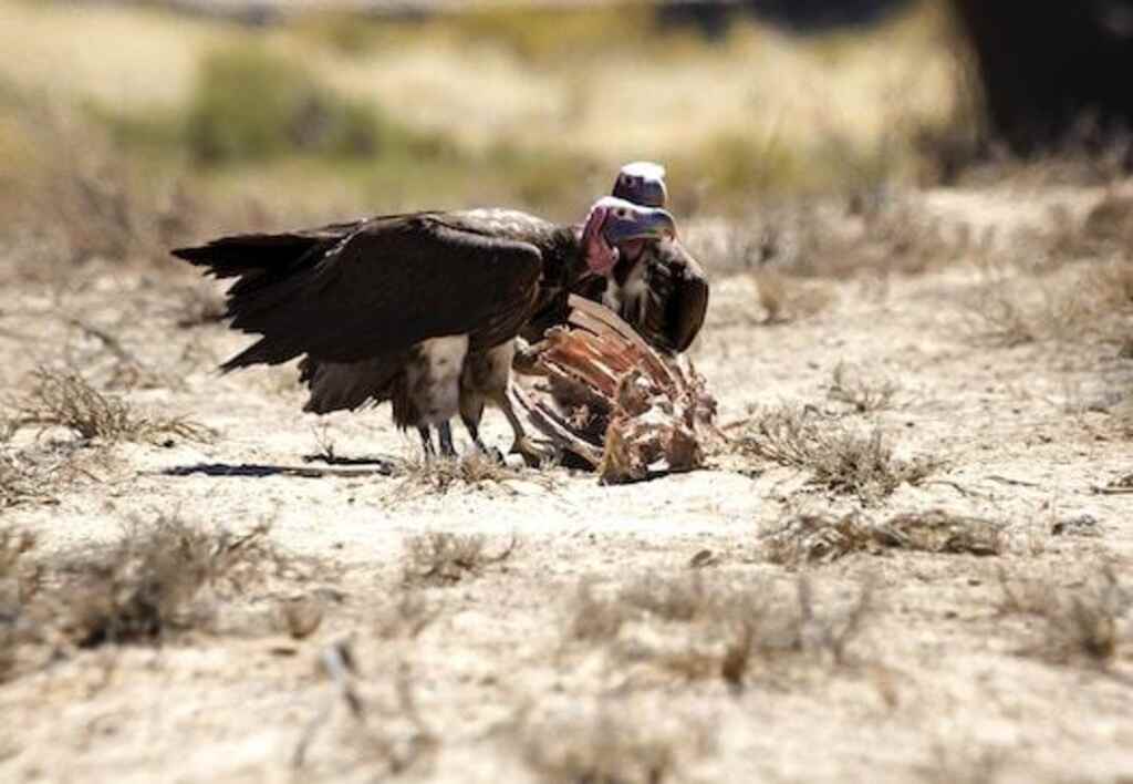 Two Lappet-faced Vultures feeding on a carcass.