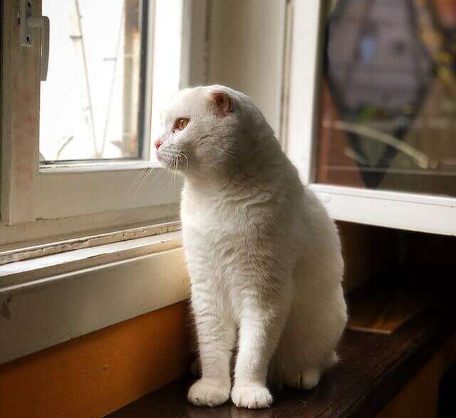 A white cat staring out the window for birds.