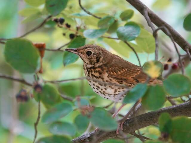 A juvenile song thrush perched in a tree.