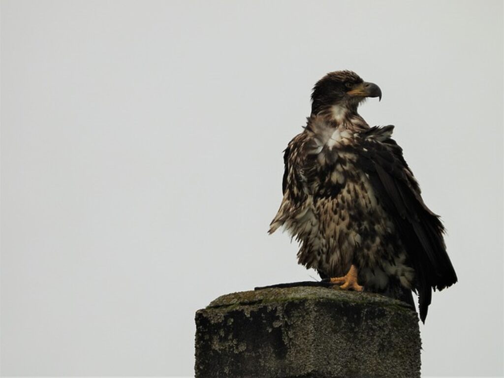 A juvenile bald eagle perched on a post.