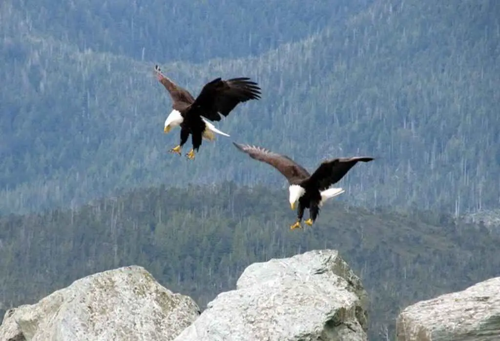 Two Bald Eagles about to land on a mountain top.