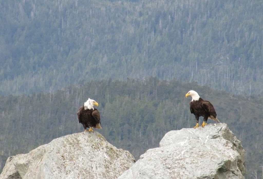 Two Bald Eagles perched on a mountain top.