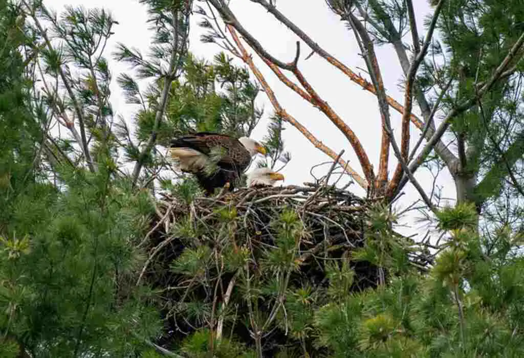 A couple of eagles sitting in their nest.