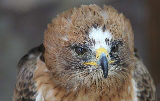 A Booted Eagle headshot.