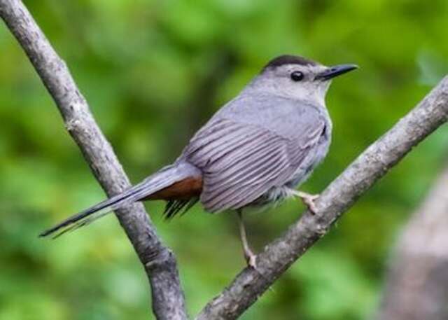 A Gray Catbird perched on a tree branch.