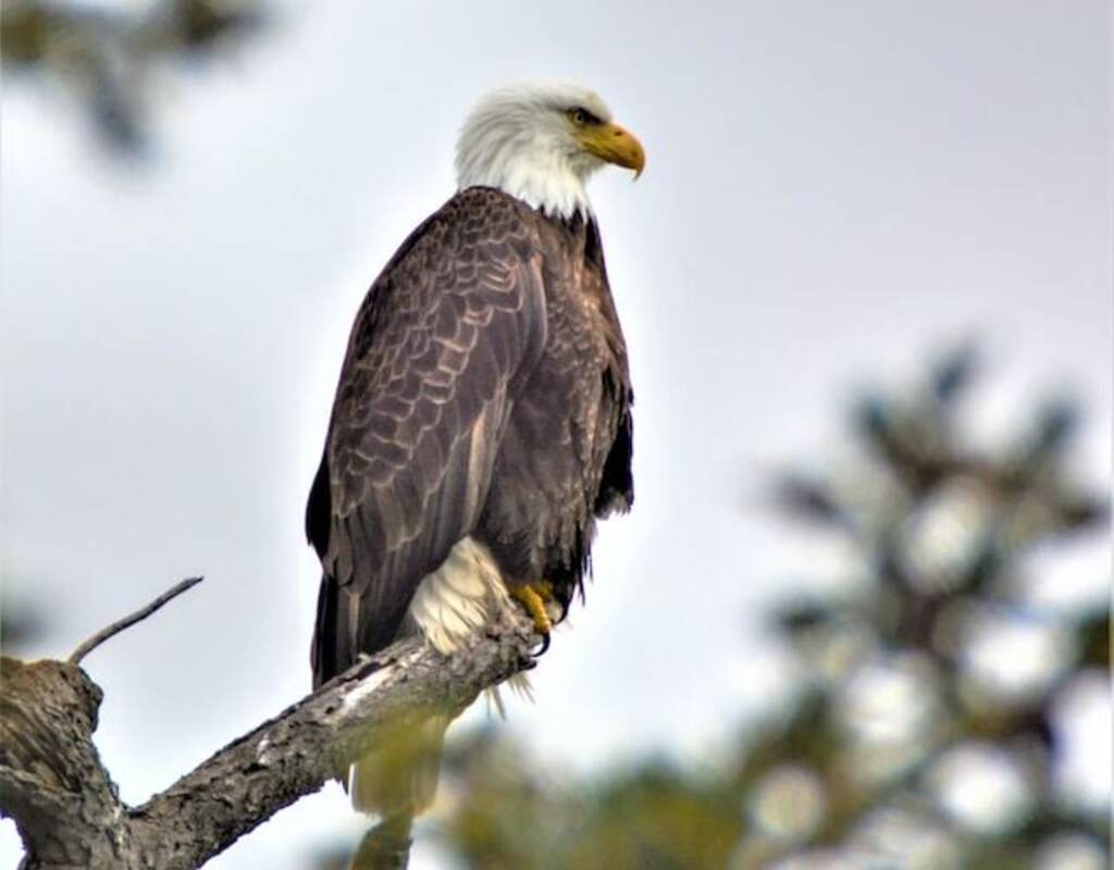 A Bald Eagle perched on a tree branch.