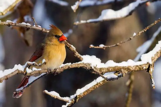 A female cardinal perched in a tree in winter.