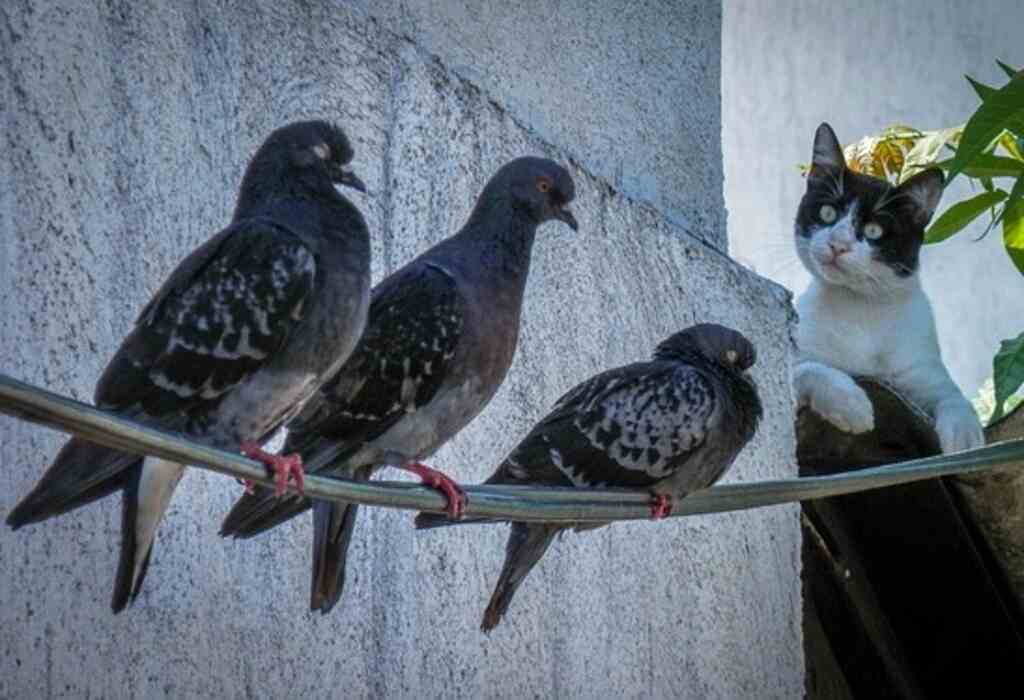 A cat watching three pigeons on a wire.
