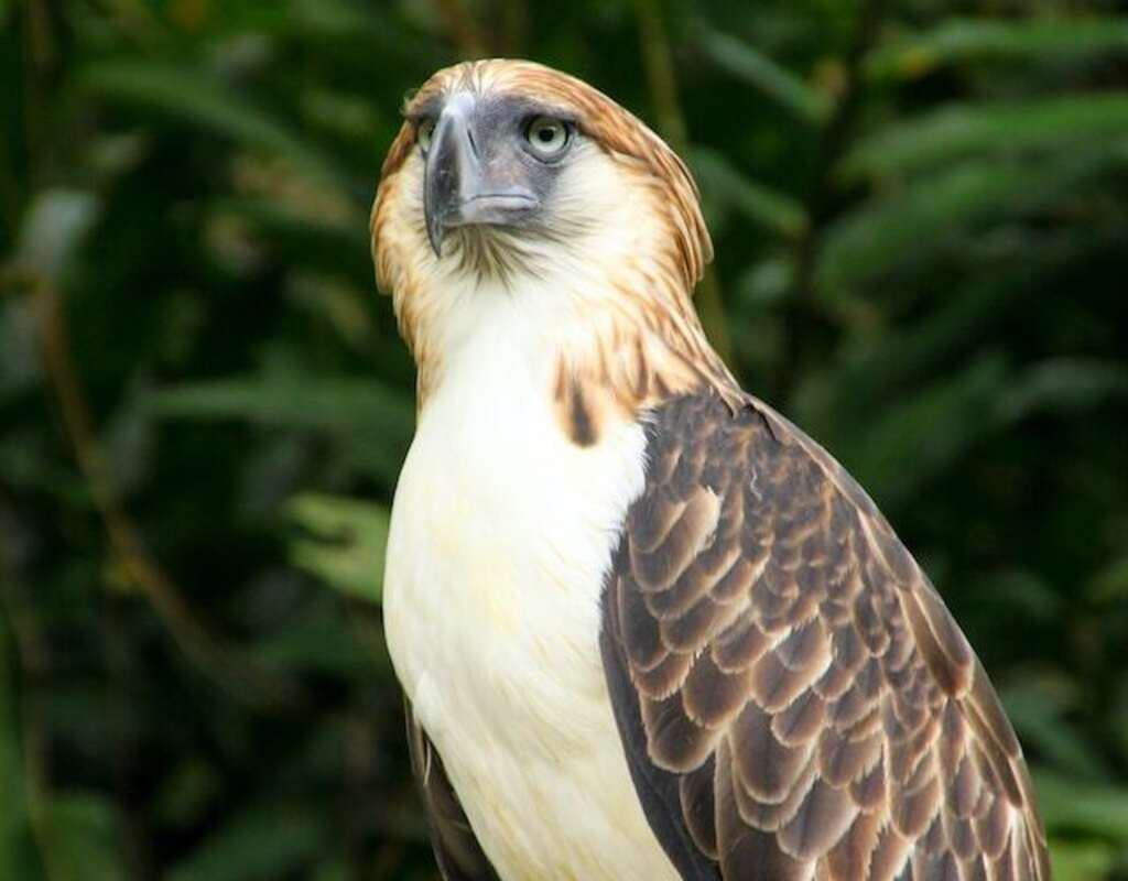 A Philippine Eagle.
