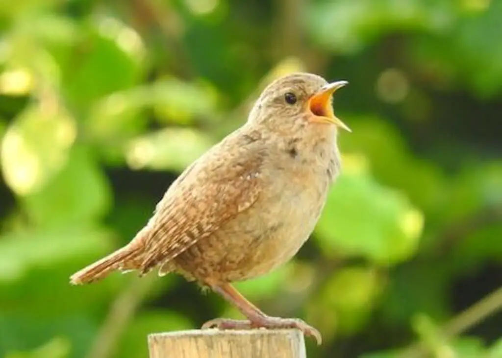 A Wren perched on a post singing away.