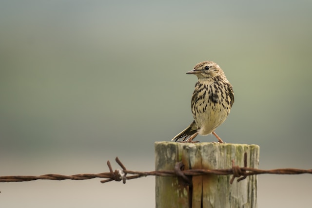 A Song Thrush perched on a fence post.