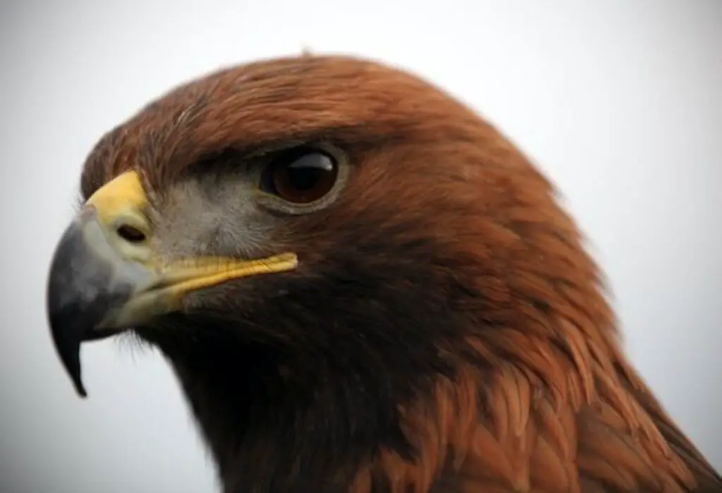 A Golden Eagle headshot.
