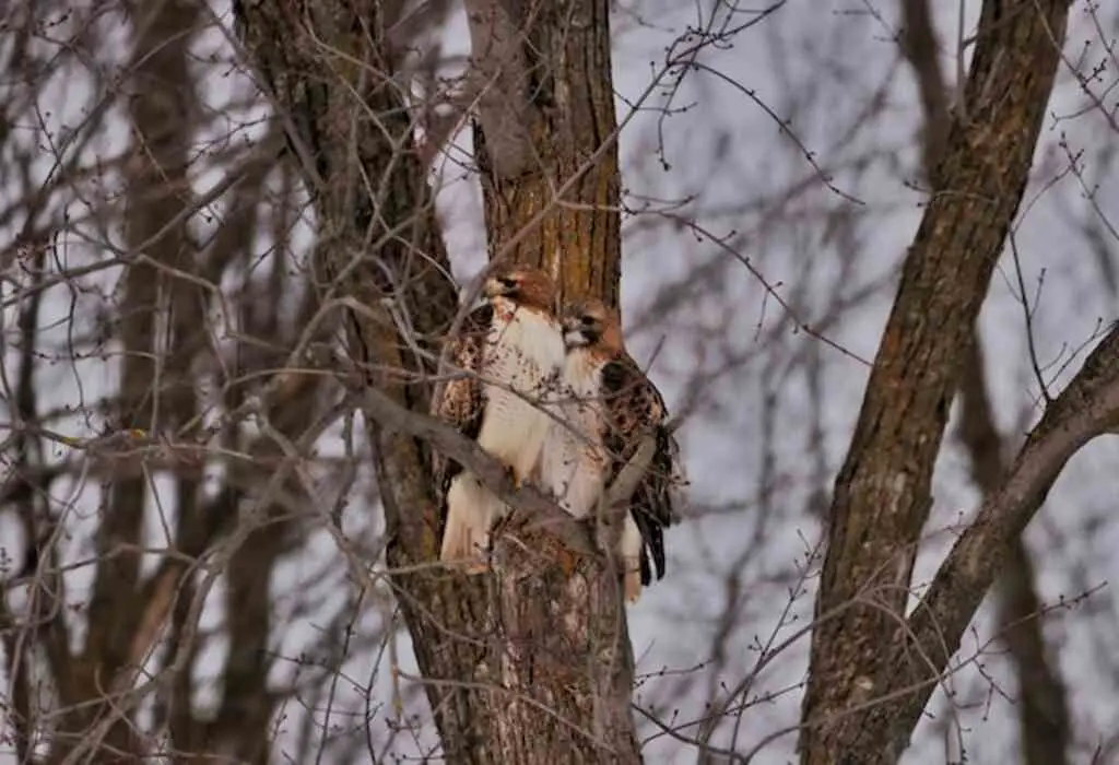 A pair of hawks in a tree.