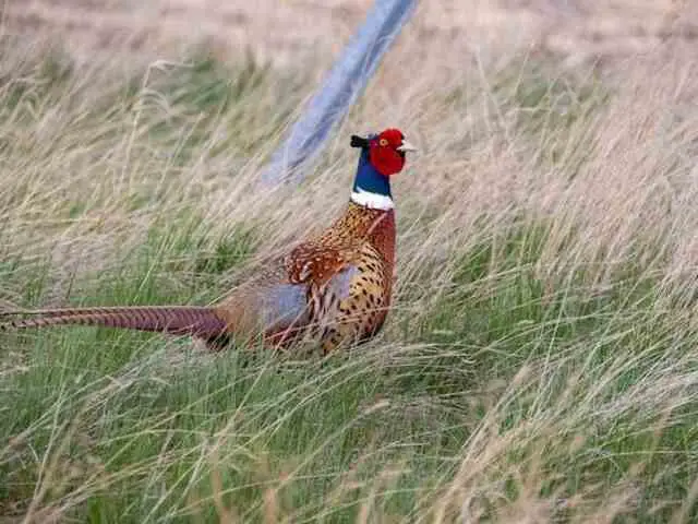 A Ring-necked pheasant foraging in a field.