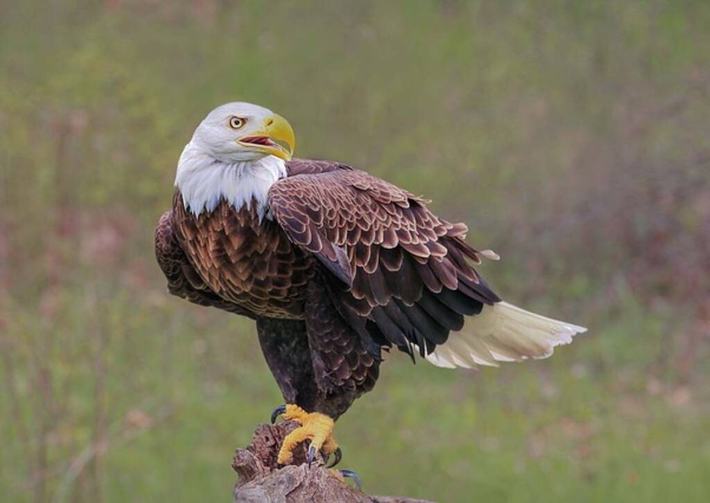 A Bald Eagle perched on a large rock.