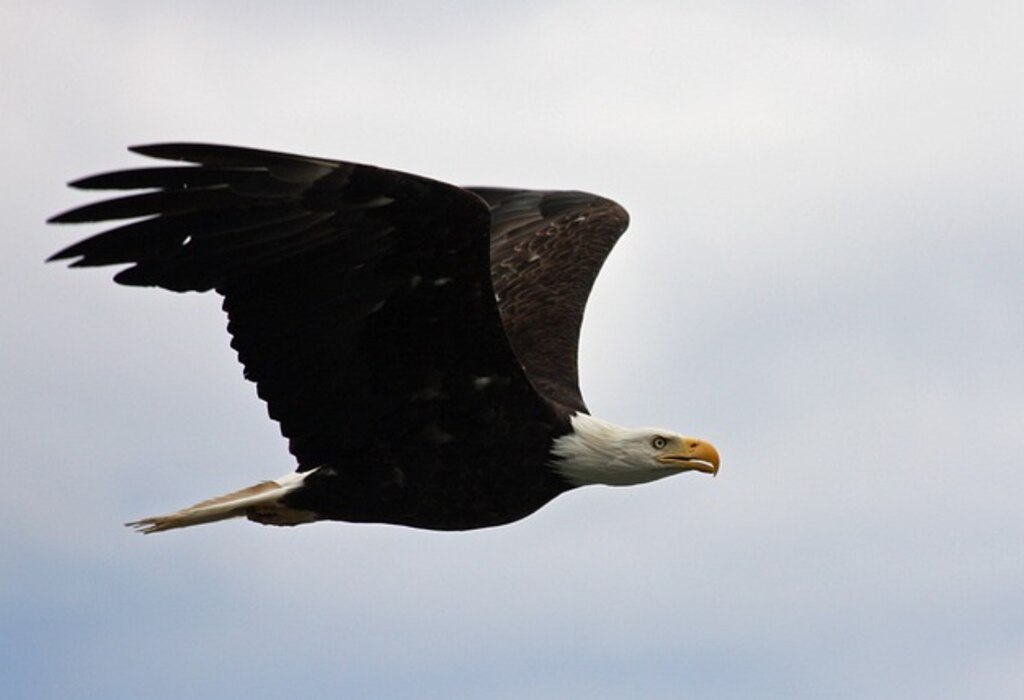 A Bald Eagle migrating to a new location.