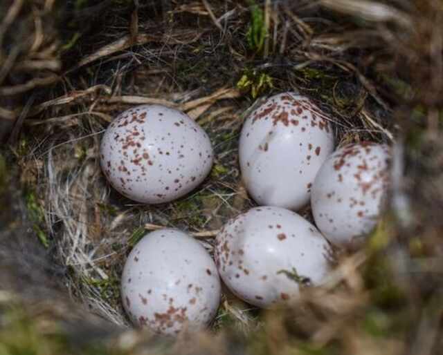 A Chickadee nest with 5 white eggs with spots in it.