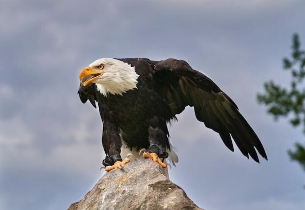 An angry Bald Eagle perched on a large rock.