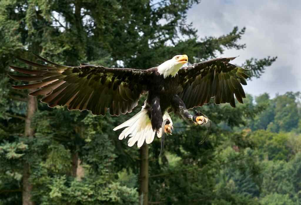 A bald eagle landing.