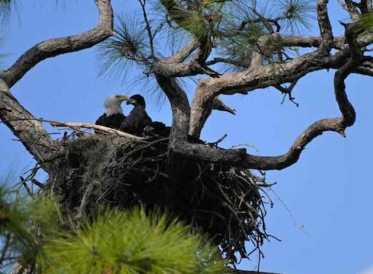 How Do Eagles Fertilize Their Eggs? The Inside Story!