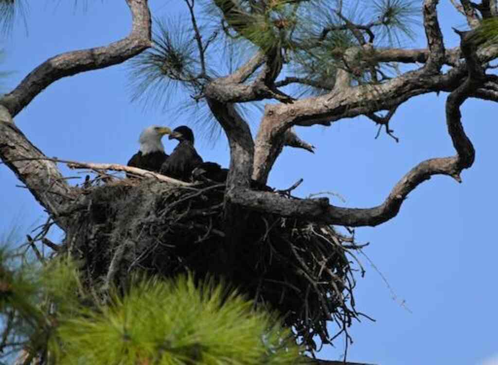 A pair of Bald Eagles in a nest.