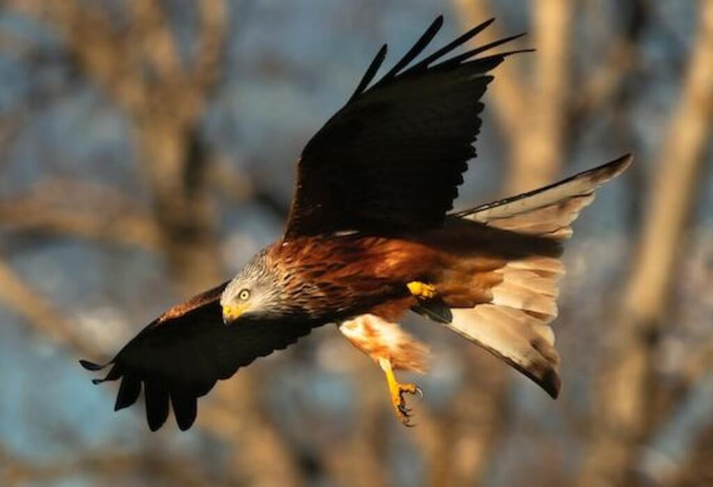 An eagle diving with its talons stretched. out.