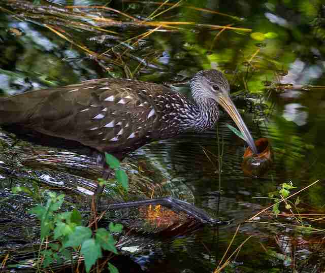 A Limpkin carrying a large snail in its beak.