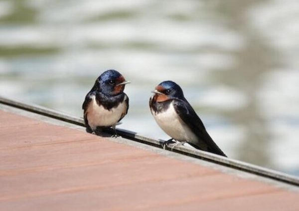 Get Birds Out of Your Chimney: Tips for a Safe Removal!