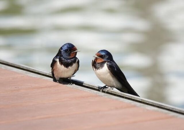 Two Barn Swallows perched on a ledge.